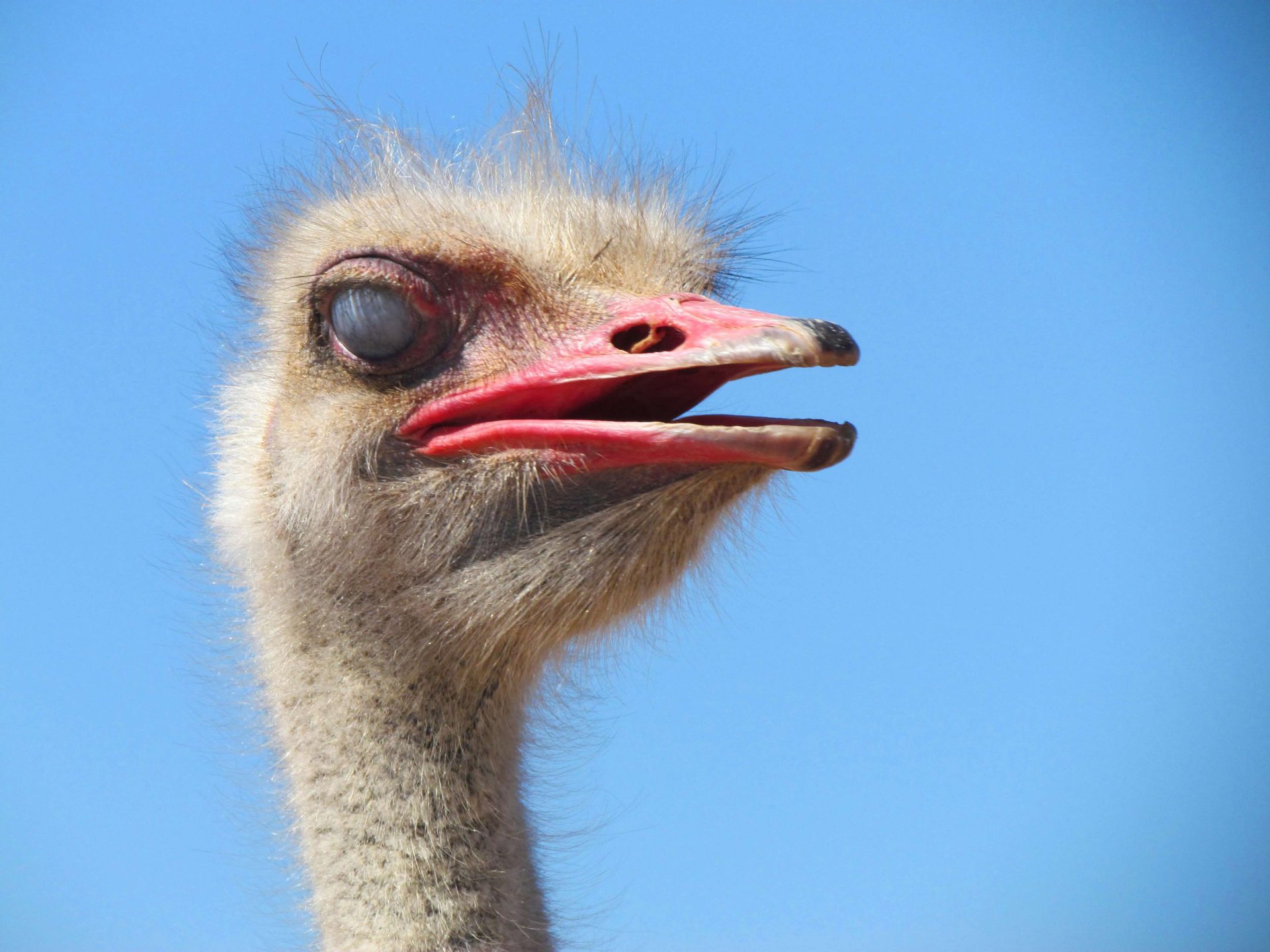 Oudtshoorn Ostrich Face Close-Up