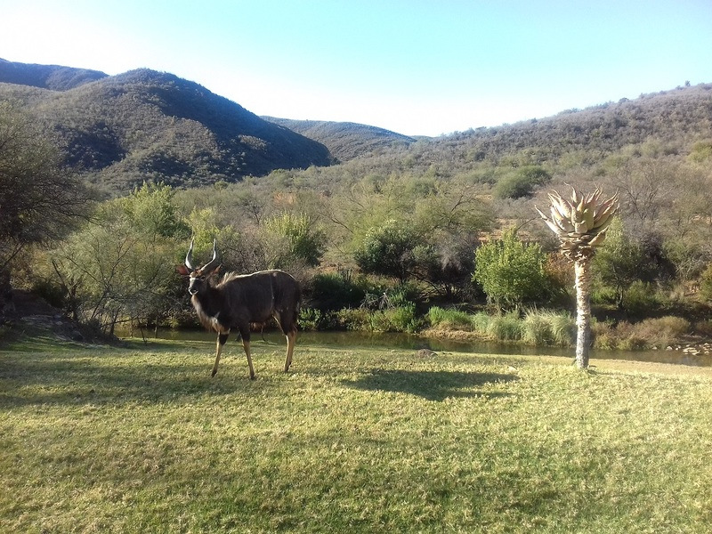 Oudtshoorn Game Reserve Wildlife