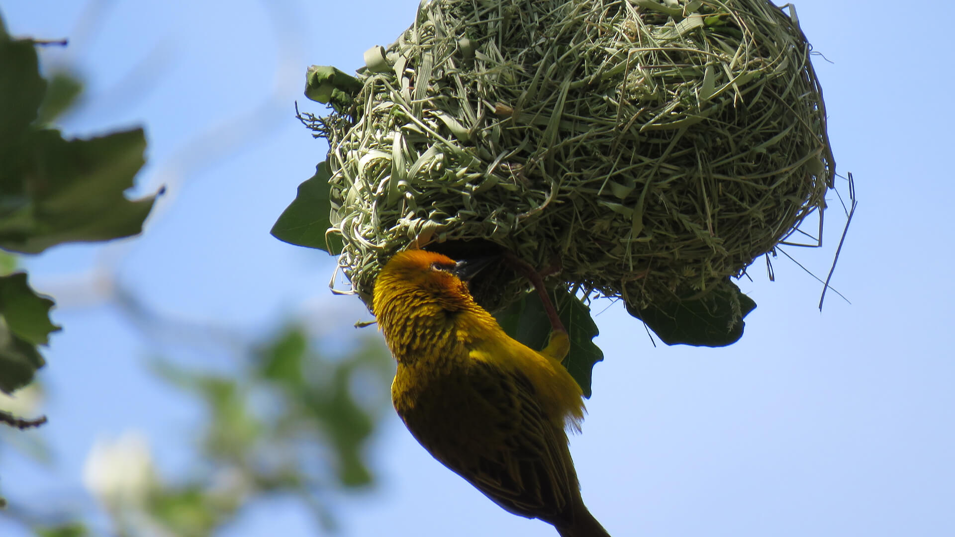 Wildehondekloof Bird Wildlife