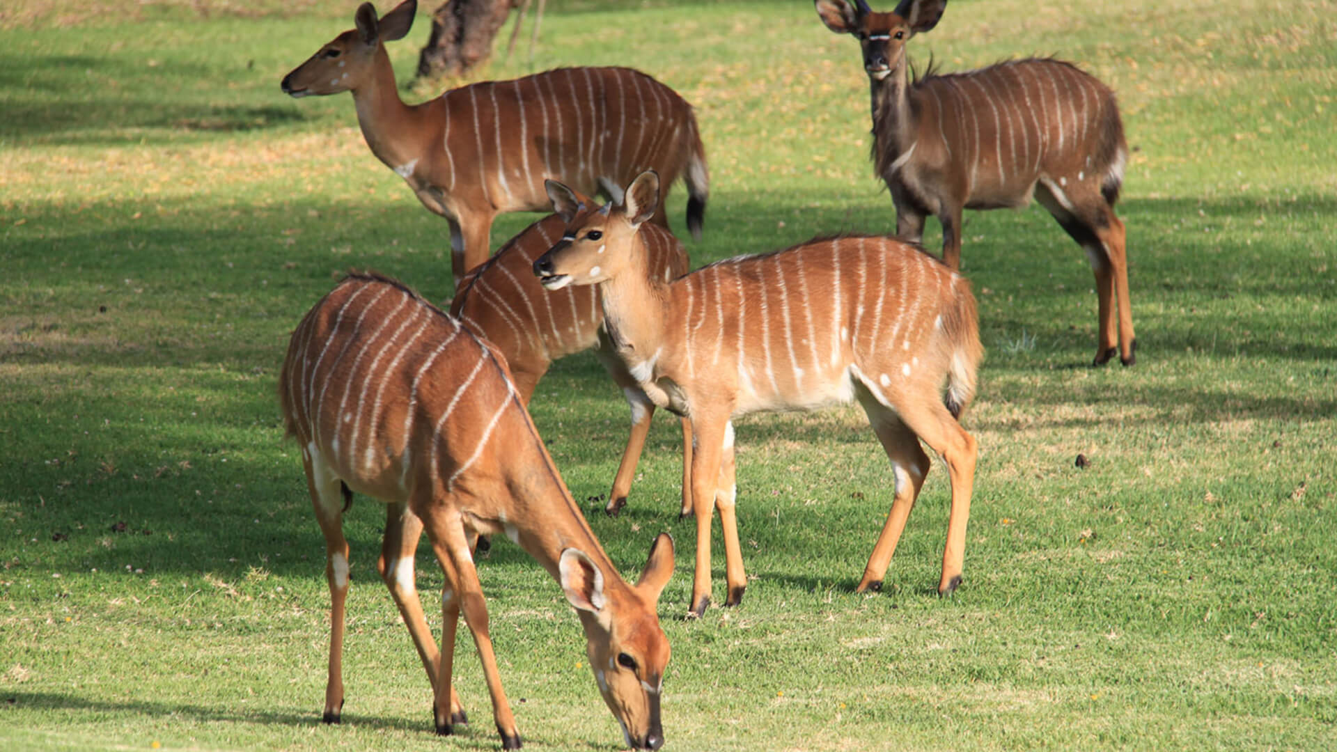 Wildehondekloof Wildlife