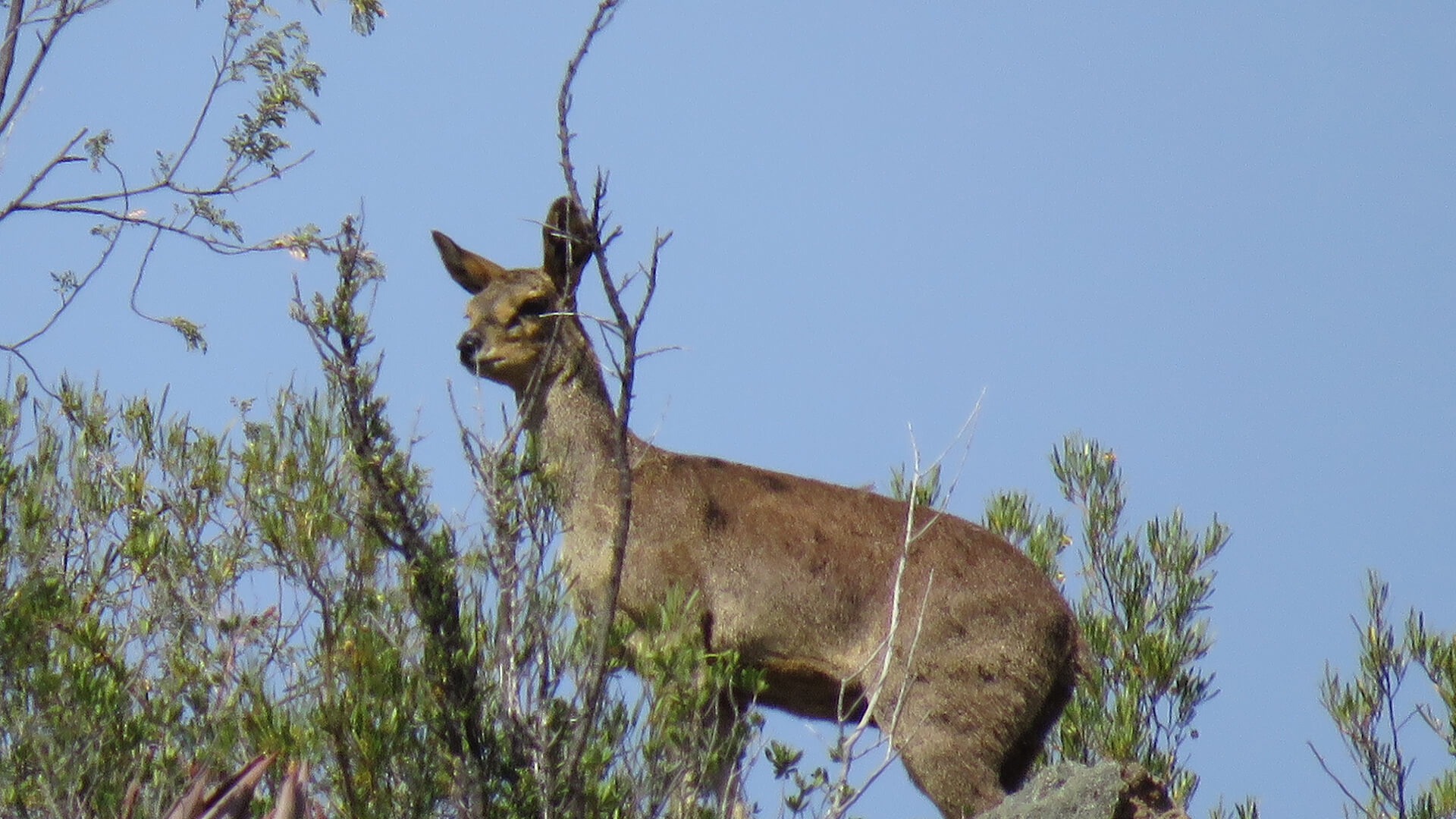 Wilflife at Wildehondekloof Game Reserve