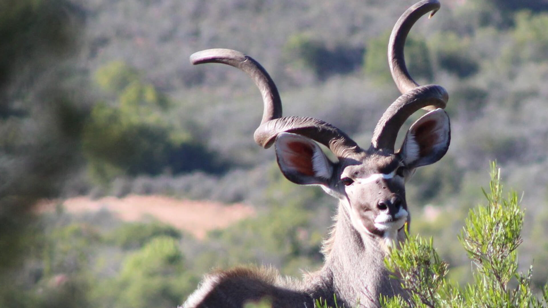 Impala at Wildehondekloof Game Reserve