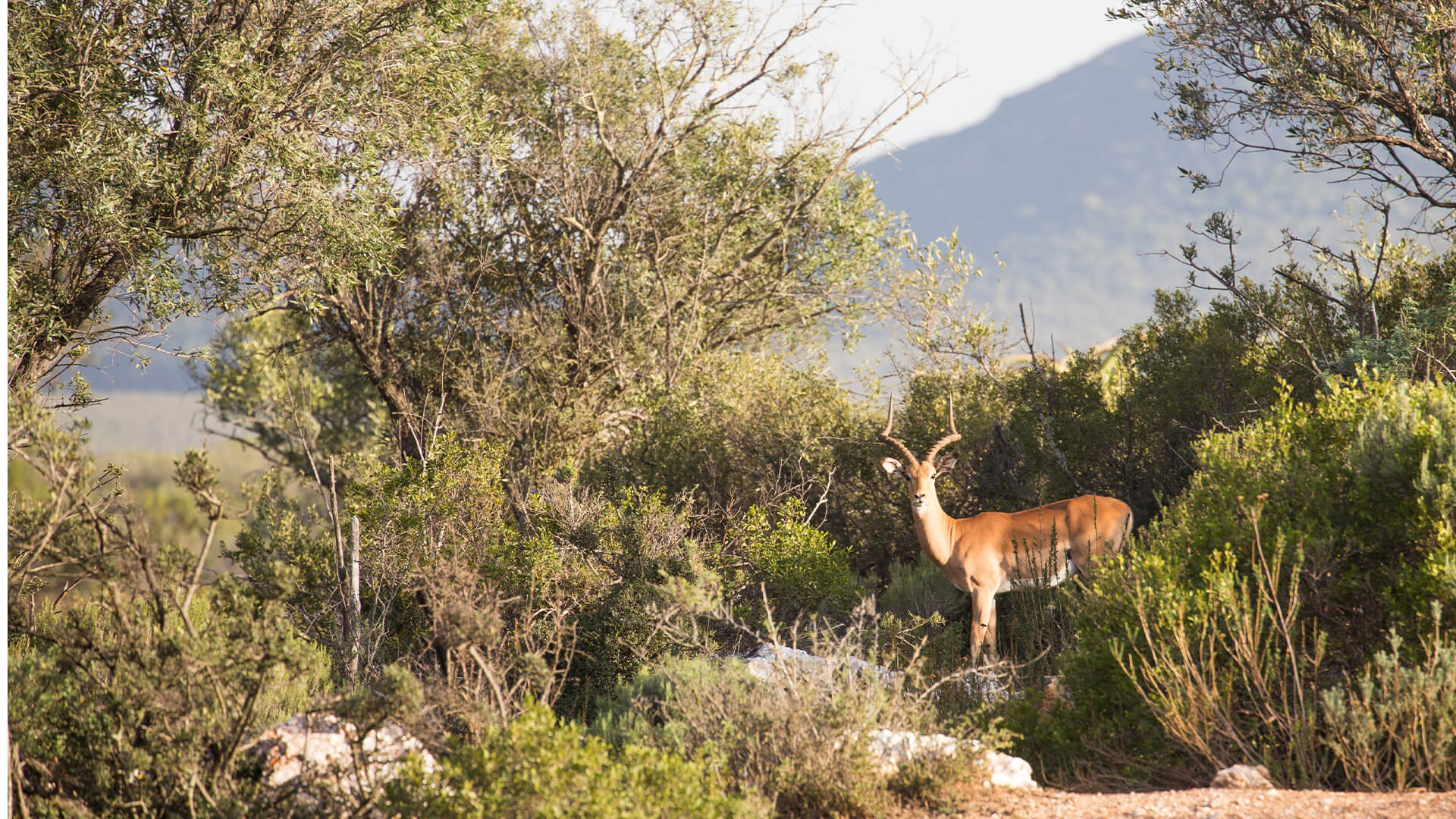 Wildehondekloof Wildlife