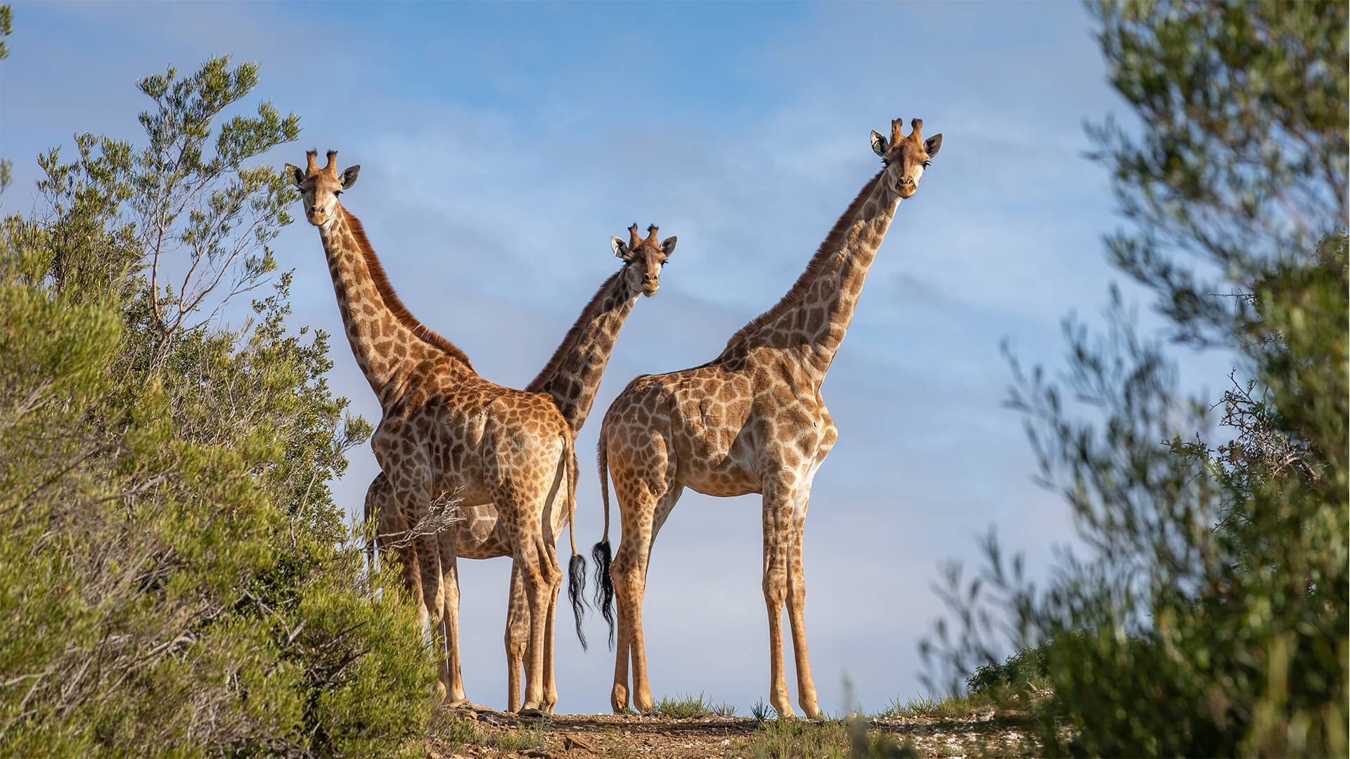 Giraffe at Wildehondekloof Game Reserve