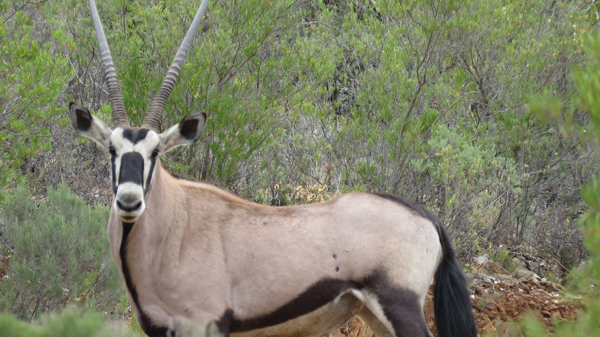 Gemsbok at Wildehondekloof Game Reserve