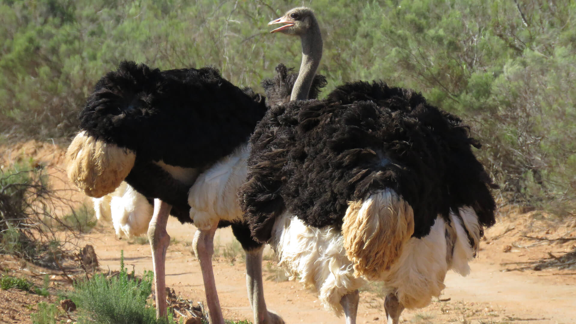 Wildehondekloof Game Reserve Ostriches