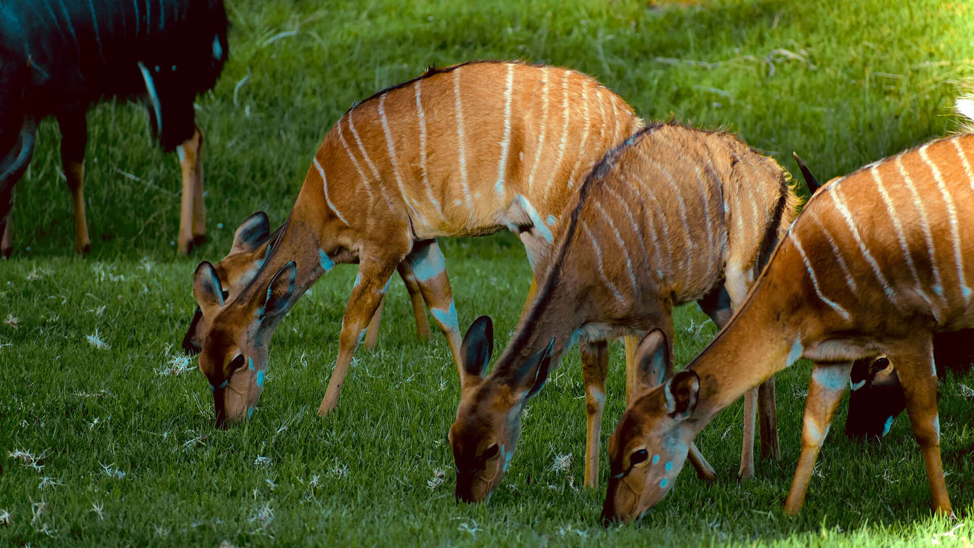 Wildehondekloof Game Reserve Wildlife