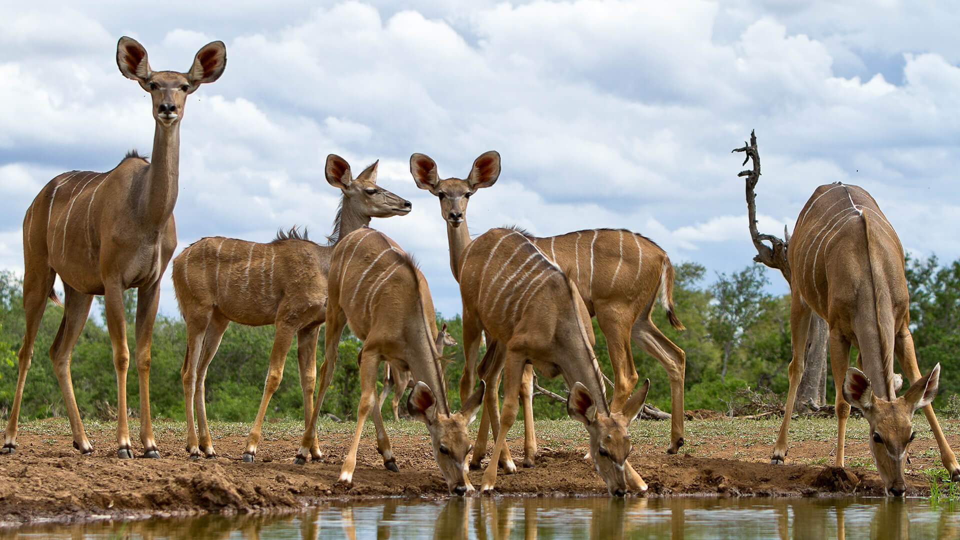 Wildehondekloof Wildlife