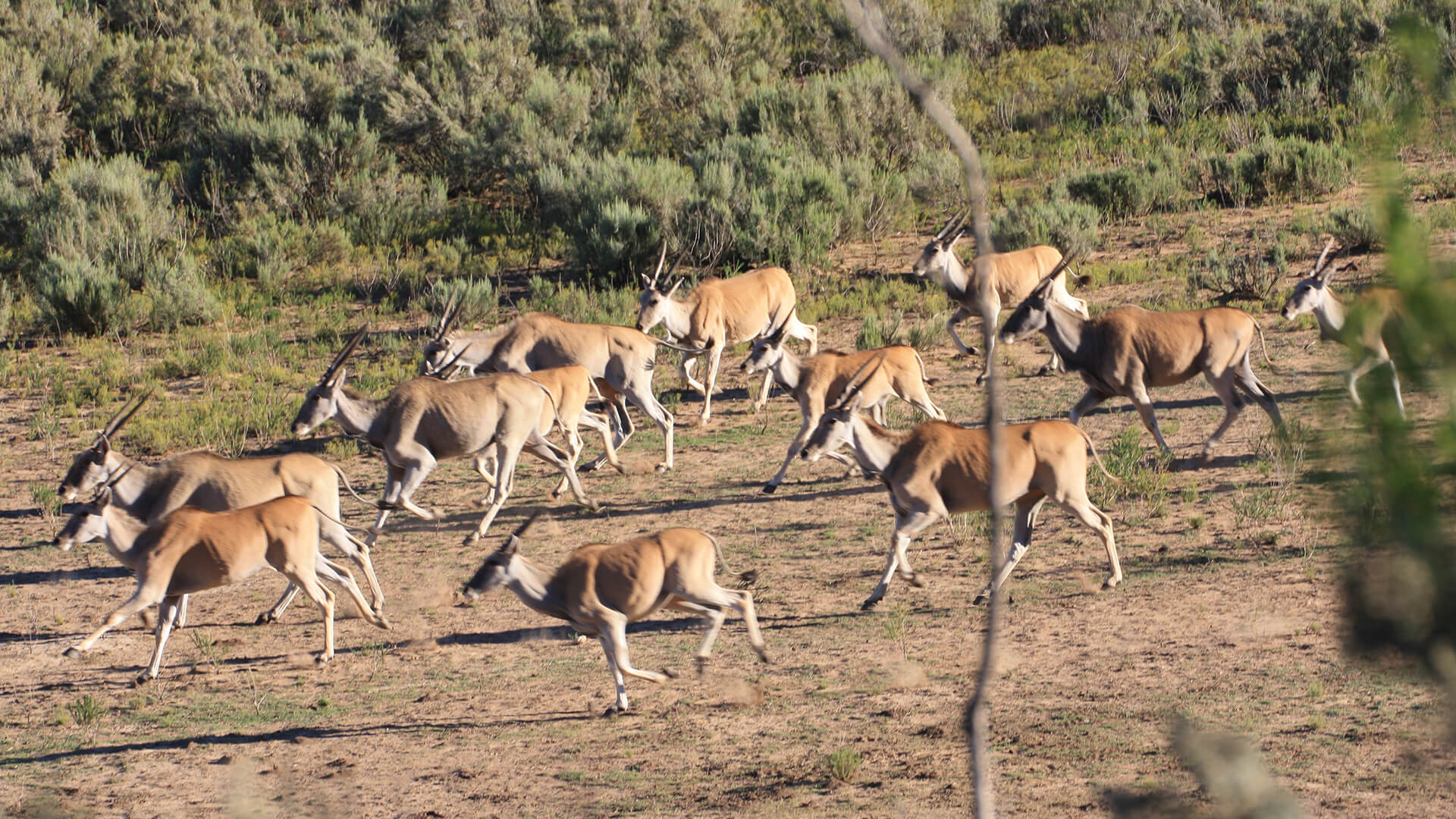 Wildehondekloof Wildlife