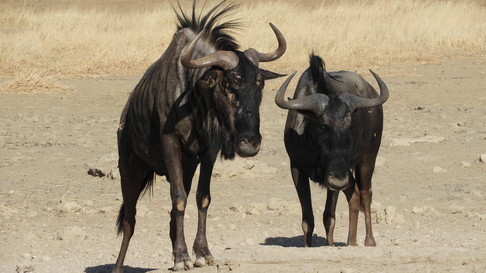 Animal Sightings at Swartberg Nature Reserve