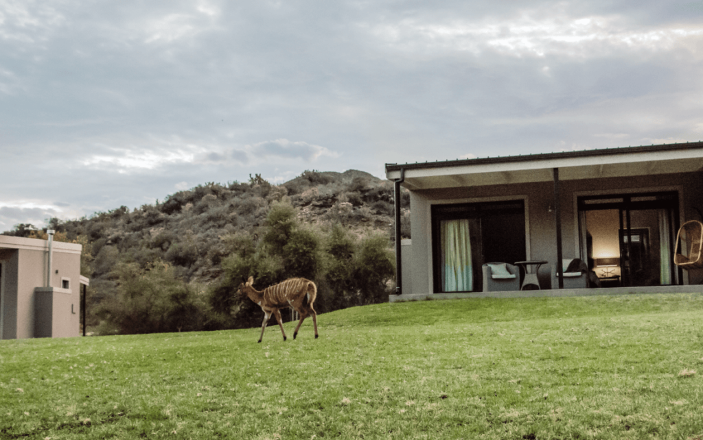 Experience Oudtshoorn Game Lodge Wildehondekloof Lodge