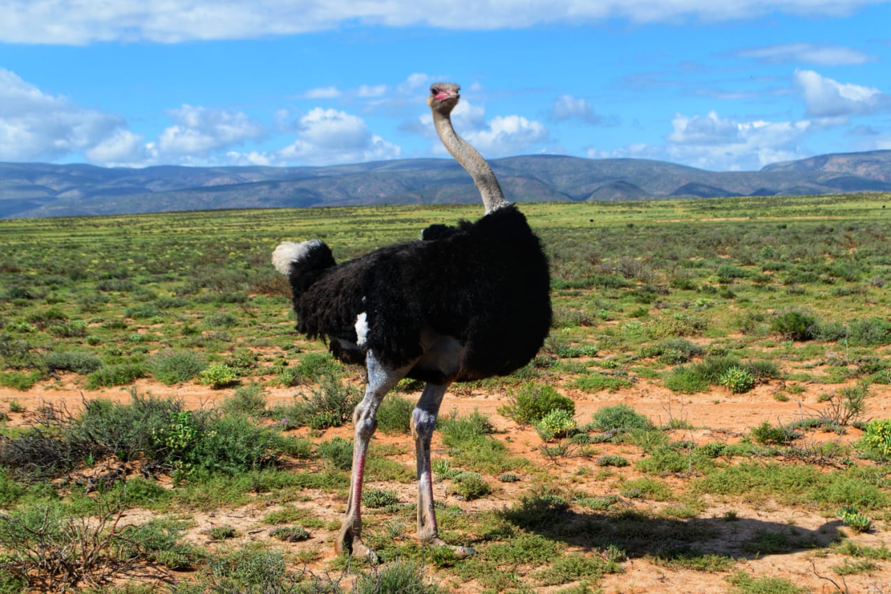 Family fun in the Little Karoo