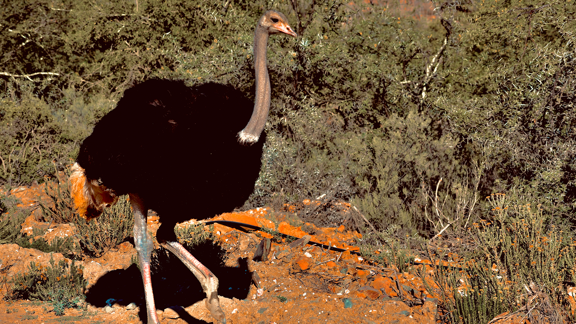 wildehondekloof game reserve (1)