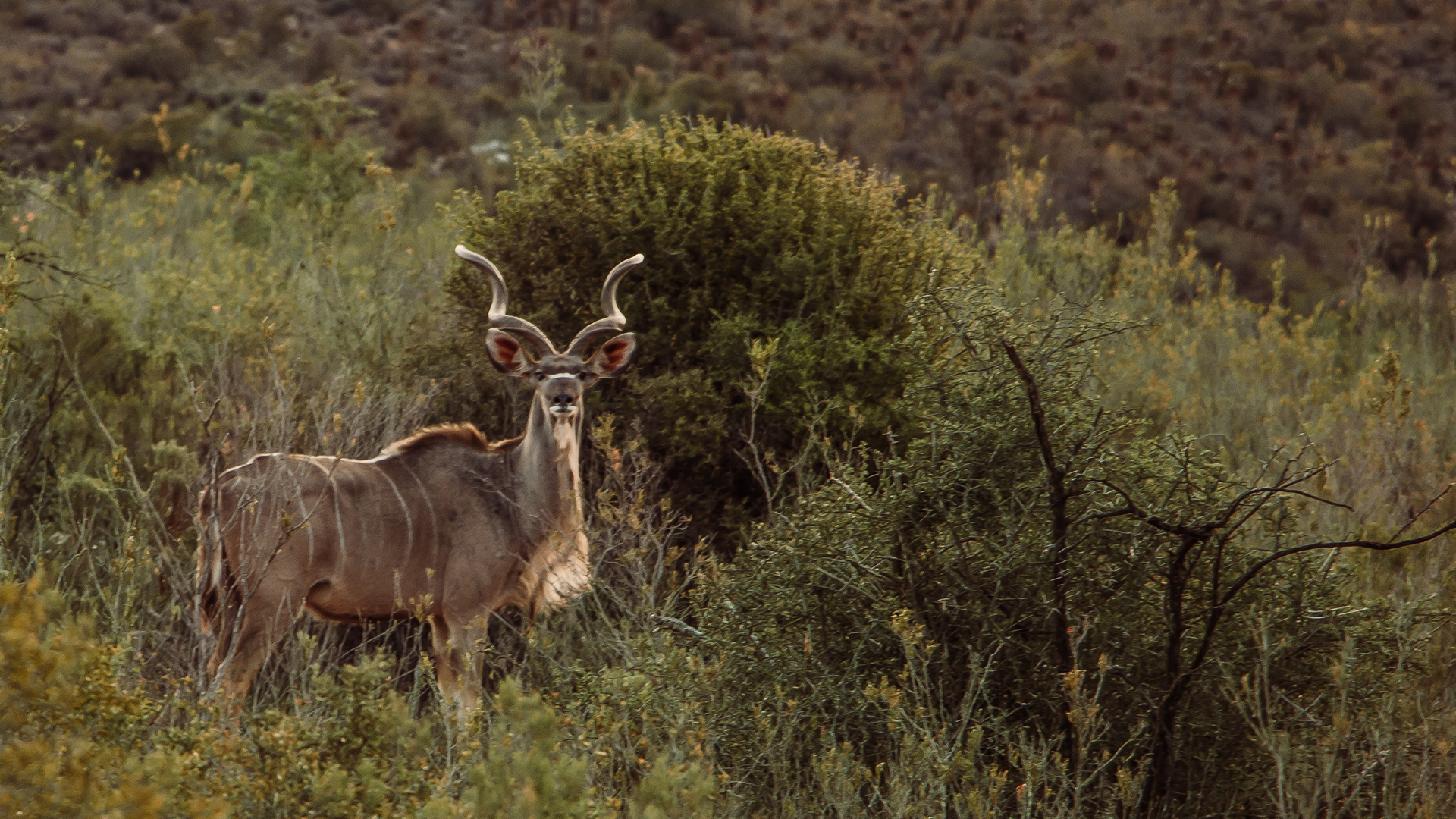 wildehondekloof game reserve (16)