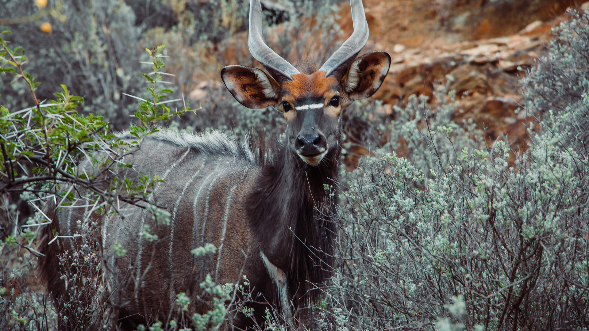 wildehondekloof game reserve (17)