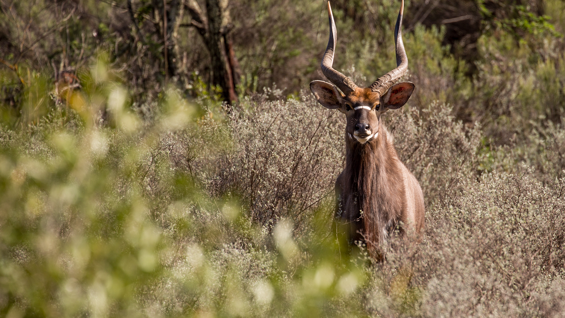 wildehondekloof game reserve (18)