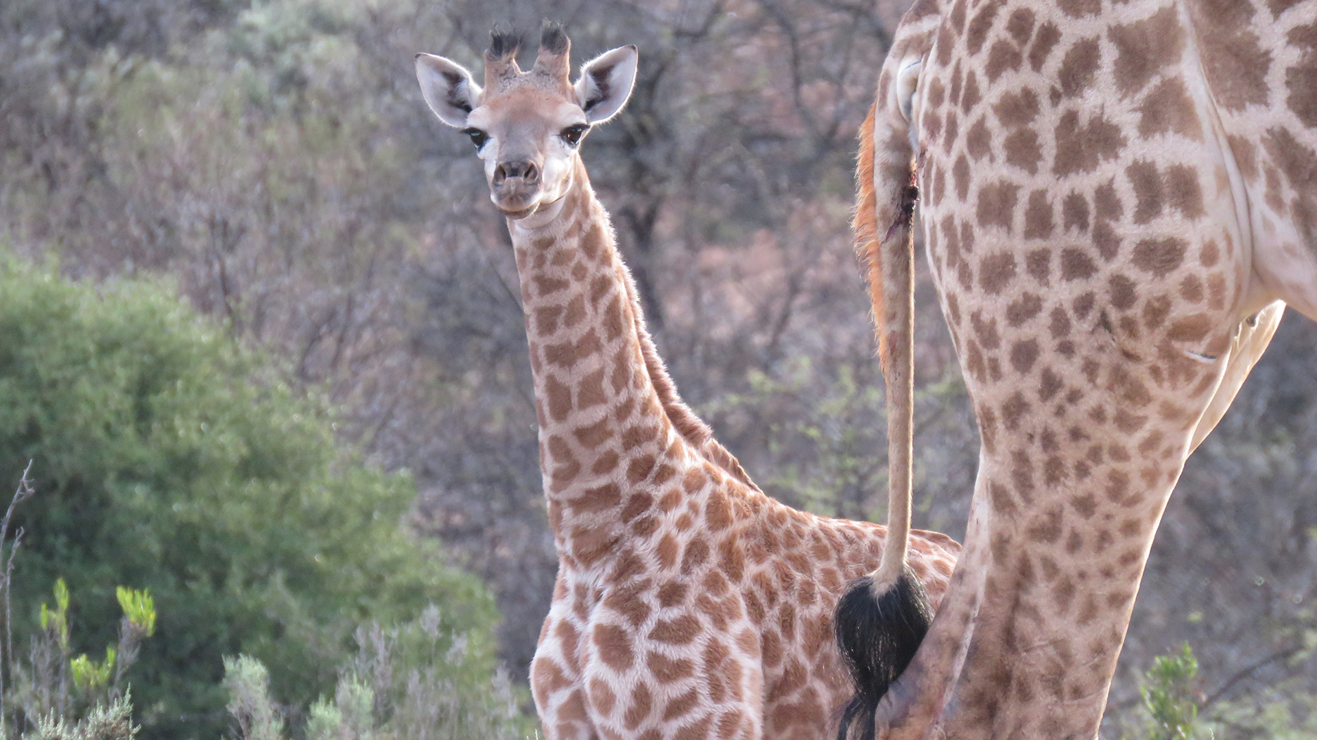 wildehondekloof game reserve (27)