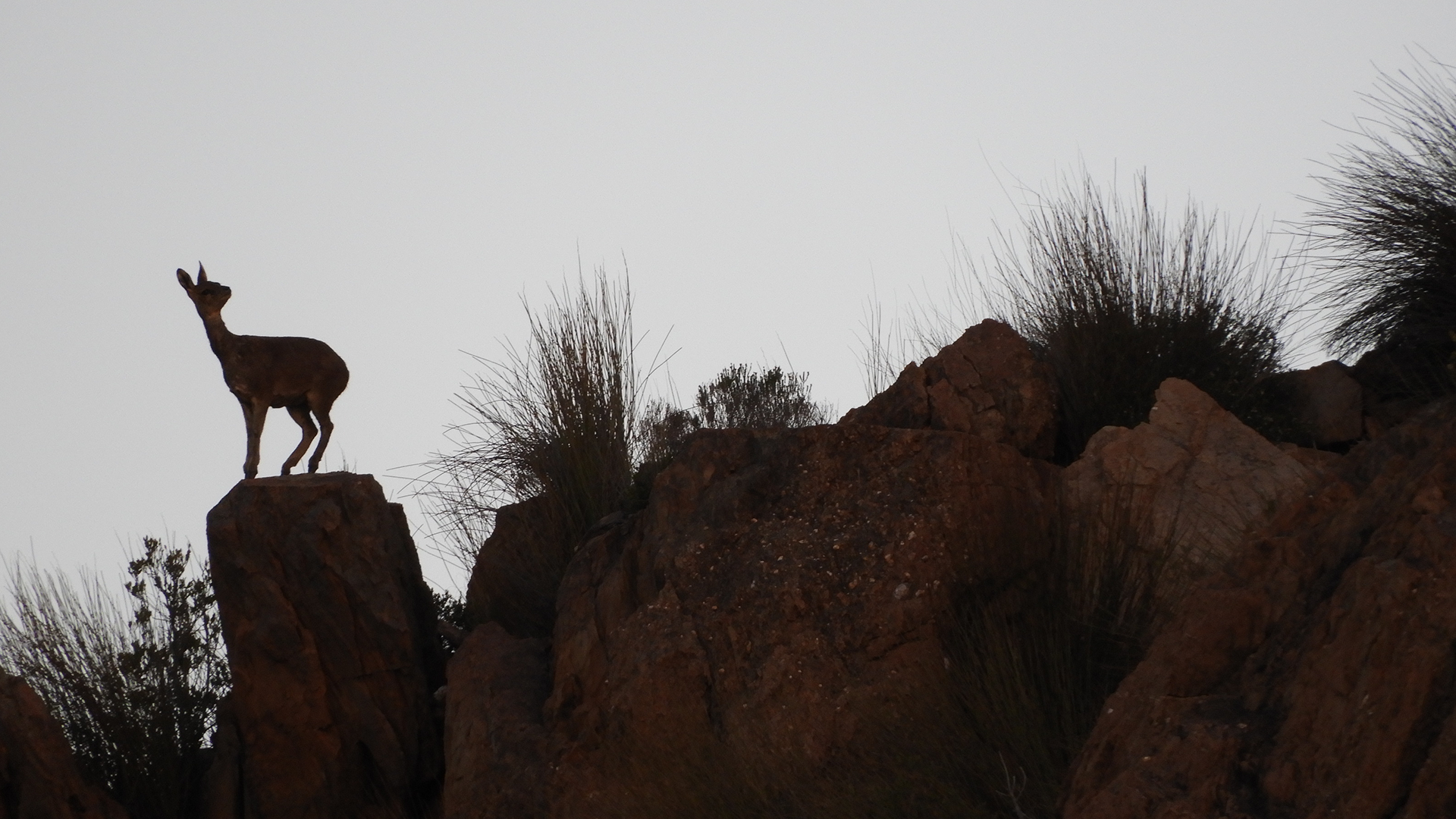 wildehondekloof game reserve (34)