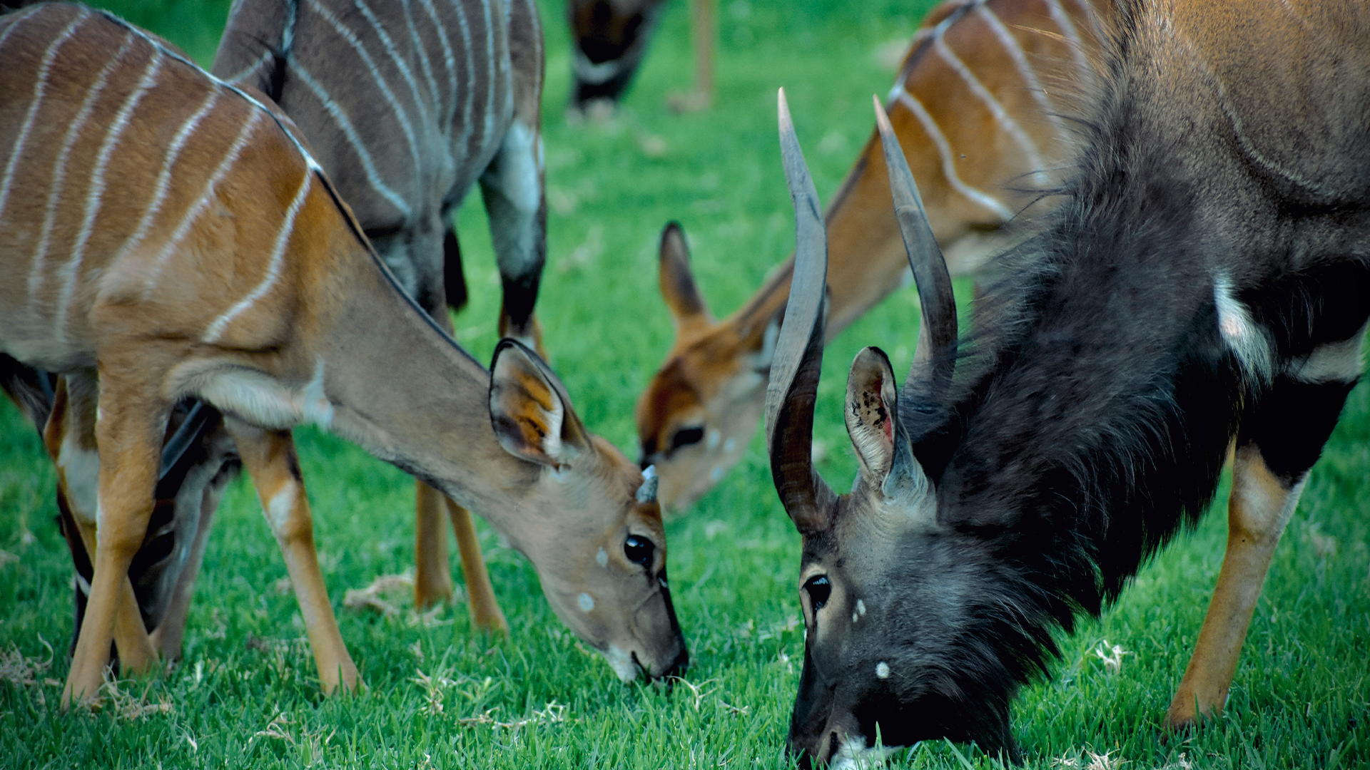 wildehondekloof game reserve (35)