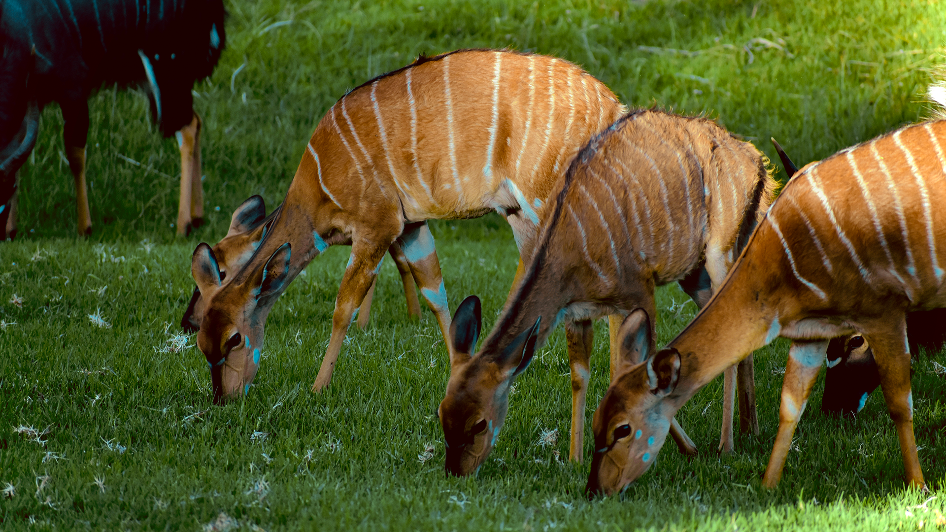 wildehondekloof game reserve (36)