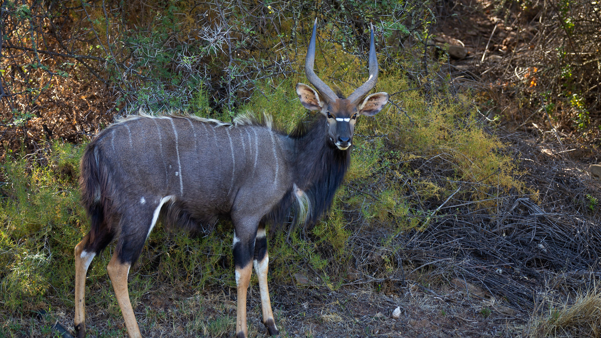 wildehondekloof game reserve (6)