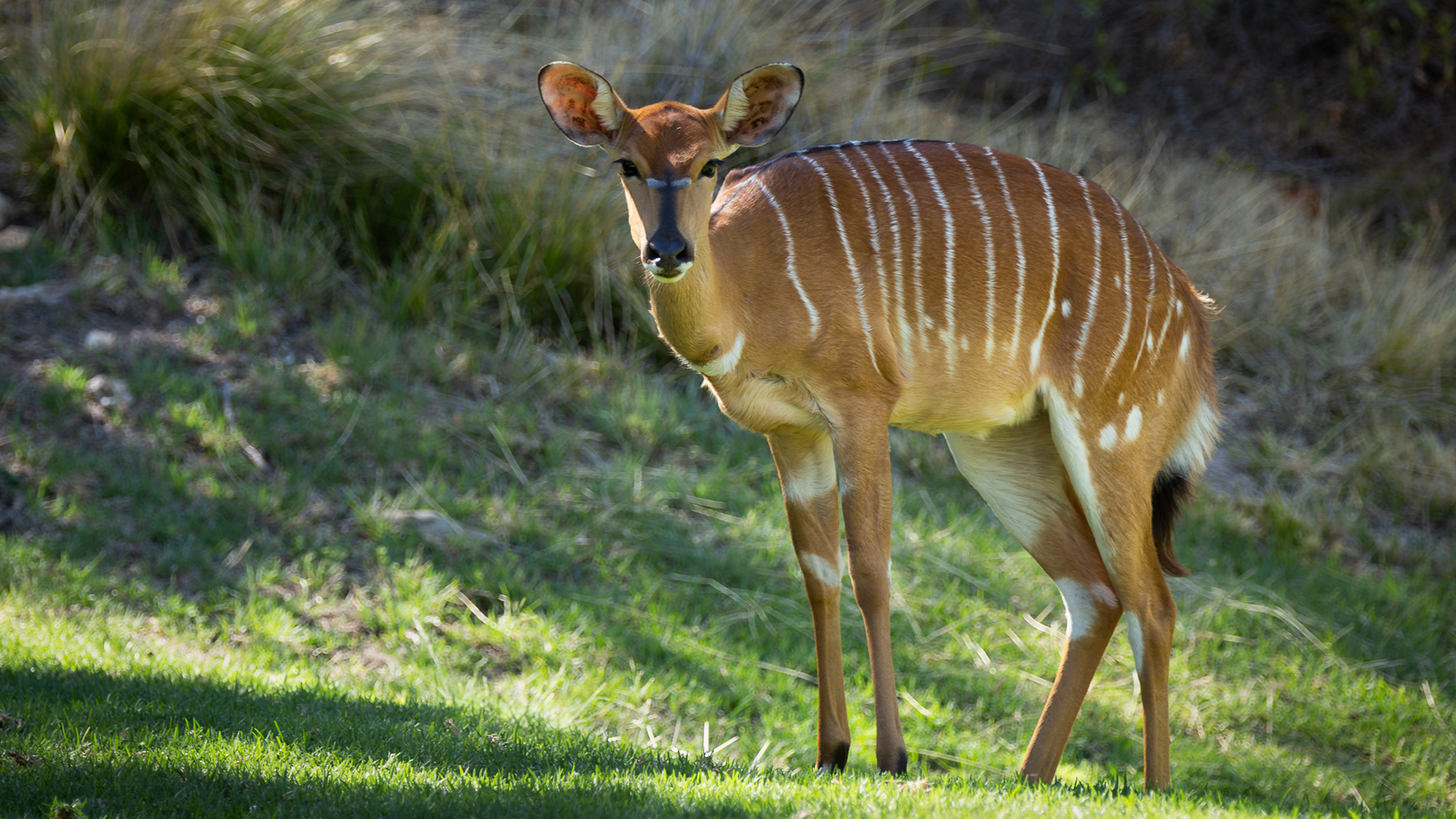 wildehondekloof game reserve (7)